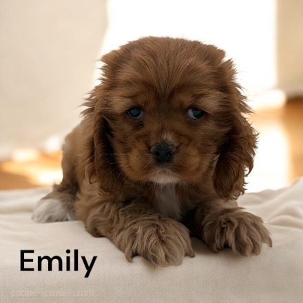 puppy, for, sale, Cocker Spaniel, Joe & Cherri  Overlease, dog, breeder, Miller, MO, dog-breeder, puppy-for-sale, forsale, nearby, find, puppyfind, locator, puppylocator, aca